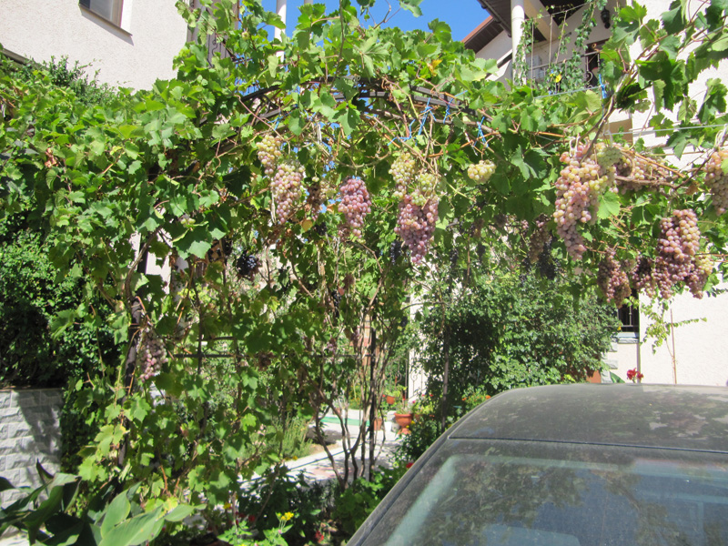 Виноградные гроздья украшают территорию
