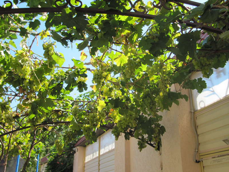 Кишмиш - потрясающий виноград без косточек